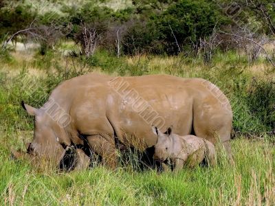 The rhinoceros cow and a small rhinoceros