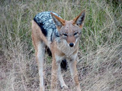 African fox