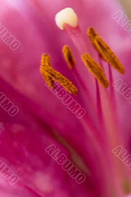 pink lily flower
