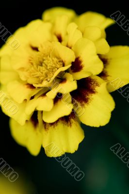 yellow flower