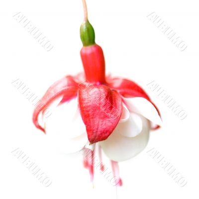 red and white flower