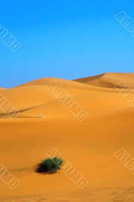 sand dunes and a lonely tuft of grass