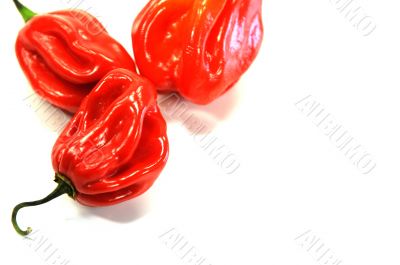rred hot chillies