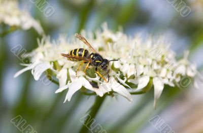 hoverfly on a flower