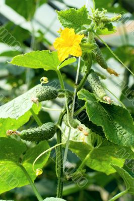 cucumber plant
