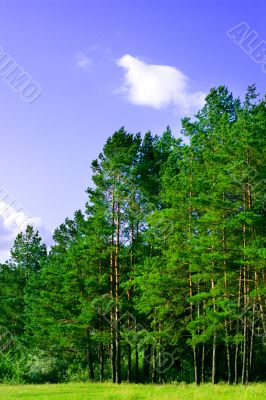 pine forest and blue sky
