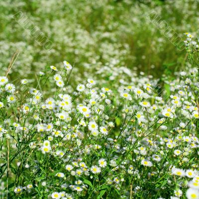 beautiful chamomiles