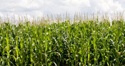 Corn Field