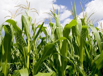 Corn Field