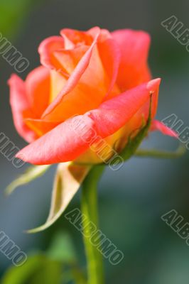 rose in the garden