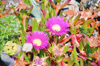 Pink flowers