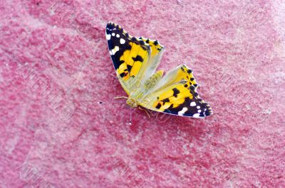 A small tortoiseshell butterfly rests