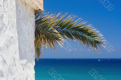 Palm leaf and white wall