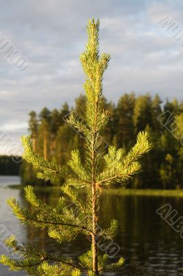 Fir in evening