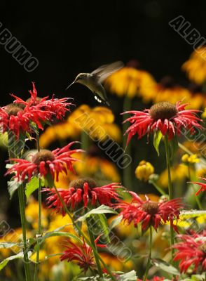 hummingbird in flight