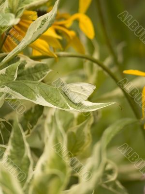 cabbage white butterfly