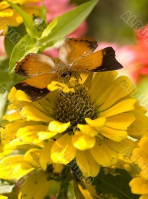 tawny rajah butterfly