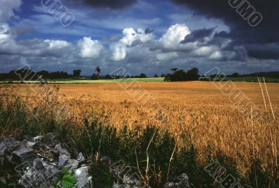 wheat field in rural ireland