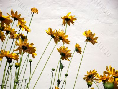 yellow flowers on a background of white walls