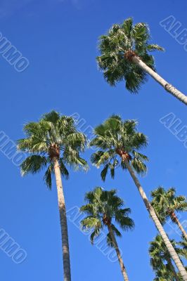 Palm Trees