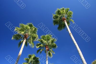 Palm Trees