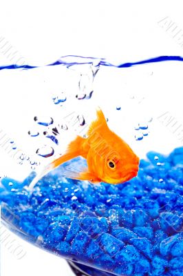 Goldfish in a bowl with bubbles and blue rocks
