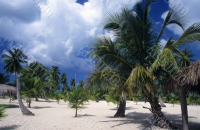 Saona island landscape - Dominican republic