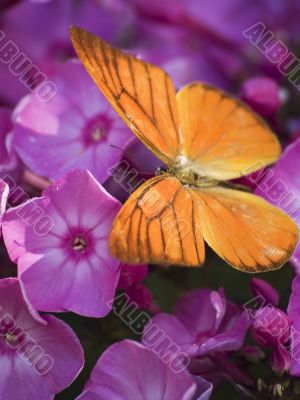 orange albatross resting on queen anne`s lace