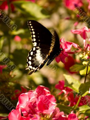 fluttering swallowtail butterfly