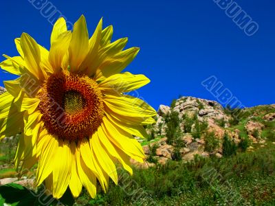 bright sunflower