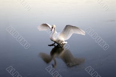 Swan Icing