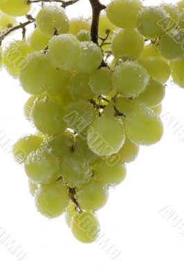 grapes in water on white background