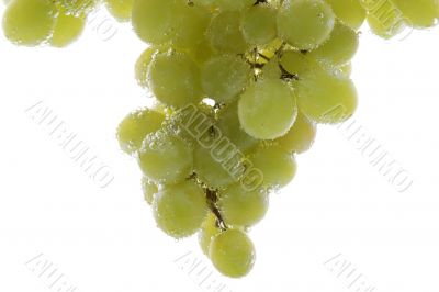 grapes in water