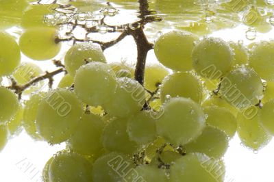 Green grapes in water close up