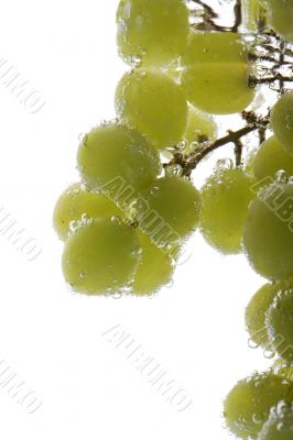 Green grapes in water closeup