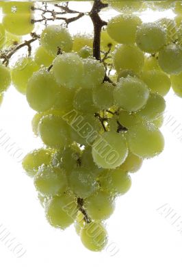 Green grapes in water