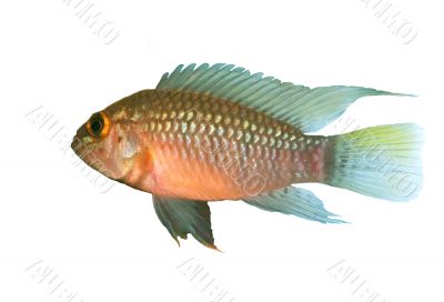 Apistogramma sp. Nanay over white