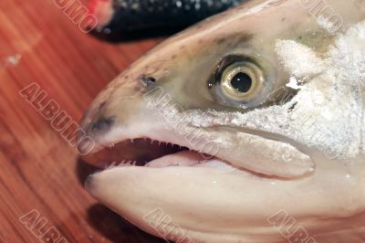 Head of a salmon