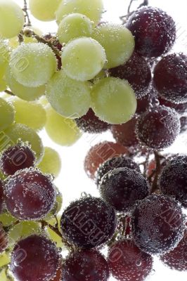 Red and green grapes on white