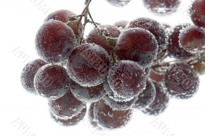 Red grapes in water close up