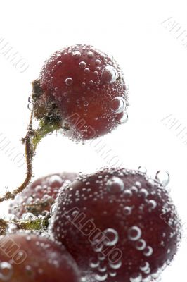Red grapes in water macro