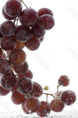 Red grapes in water on white