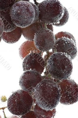 Red grapes on white background closeup