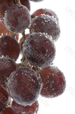 Red grapes on white