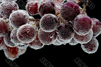 grapes on black background macro