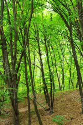 green forest on the mount
