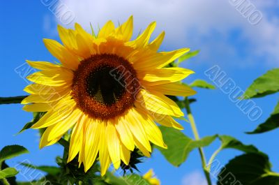 Sunflower and blue sky