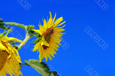 Sunflower and blue sky