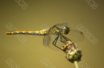 Dragonfly on flower.