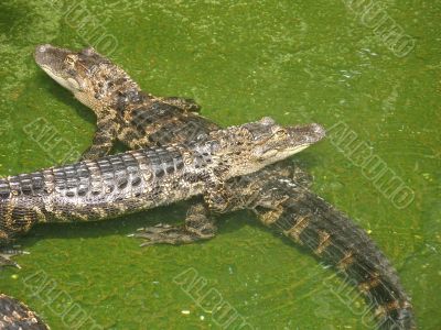 Two Alligators